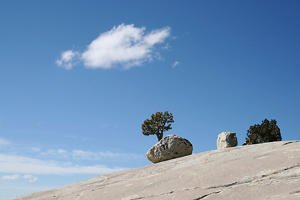 포토 JPG 해외이미지 나무 여행 국립공원 풍경 사람없음 바위 랜드마크 요세미티국립공원 해외202004 해외포토 식물 공원 돌_바위 캘리포니아 파일형식 이미지허브