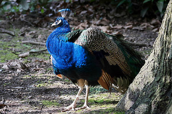 포토 JPG 해외이미지 야생동물 자연 조류 서기 사람없음 초록색 여름 머리 정원 회색 흰색 역사 공작 정상 인도인 깃털 싱글 목 내추럴 동물상 전국 해외202004 해외포토 외국인 동물 계절 컬러 모션 동양인 신체부위 조형물 생태계 파일형식 이미지허브
