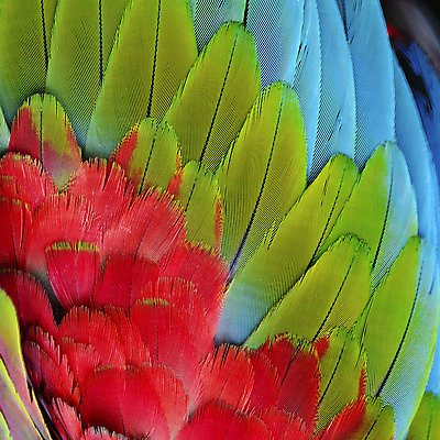 포토 JPG 해외이미지 야생동물 백그라운드 패턴 날개 자연 조류 추상 사람없음 장식 빨간색 초록색 파란색 컬러풀 활발 깃털 묘사 질감 앵무새 내추럴 해외202004 해외포토 동물 컬러 컨셉 무늬 생태계 파일형식 이미지허브