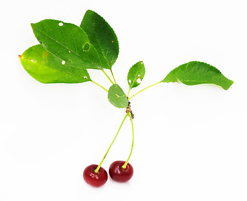 포토 JPG 해외이미지 열매 음식 2 과일 사람없음 초록색 흰색 체리 그룹 달콤 부드러움 고립 해외202004 해외포토 식물 컬러 감각 맛 파일형식 이미지허브