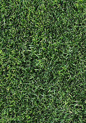 포토 JPG 해외이미지 식물 밭 공 사람없음 초록색 축구 결제 해외202004 해외포토 컬러 농업 구기 파일형식 이미지허브