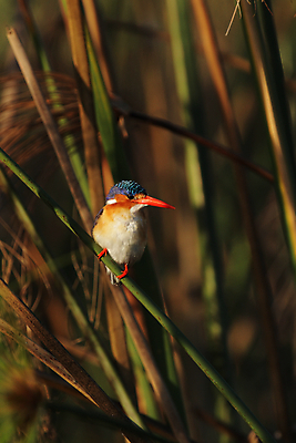 포토 JPG 해외이미지 동물 야생동물 오렌지 아프리카 자연 조류 갈대 앉기 사람없음 빨간색 파란색 컬러풀 황무지 작음 사파리 깃털 부리 계산서 물총새 보츠와나 해외202004 해외포토 식물 나라 컬러 과일 모션 크기 생태계 파일형식 이미지허브