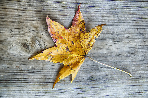 포토 JPG 해외이미지 디자인 백그라운드 단풍 잎 텍스트 자연 표면 미술 사람없음 목재 가로 빨간색 갈색 노란색 우주 공백 손상 수확 가을 거친 가장자리 떨어짐 묘사 질감 복고 먼지 분열 타이틀 그런지 단절 옛날 카피스페이스 해외202004 해외포토 나무 식물 계절 컬러 컨셉 농업 재료 문화예술 둘레 생태계 파일형식 이미지허브