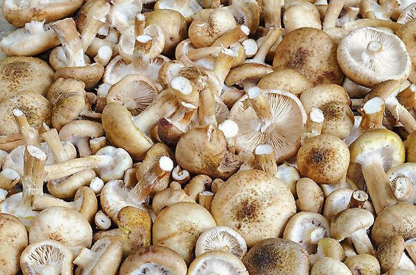 포토 JPG 해외이미지 계절 음식 백그라운드 표면 사람없음 가로 버섯 신선 유기농 질감 날것 수목 채식주의자 많음 해외202004 해외포토 웰빙 컨셉 채식 파일형식 이미지허브