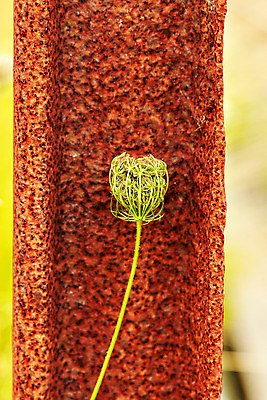 포토 JPG 해외이미지 디자인 꽃 산업 백그라운드 자연 사람없음 초록색 갈색 금속 철 창고 부식 질감 날것 엘리먼트 옛날 철강 생존 해외202004 해외포토 식물 컬러 재질 생태계 파일형식 이미지허브