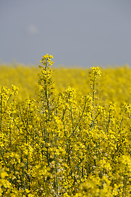 포토 JPG 해외이미지 식물 백그라운드 밭 하늘 씨앗 풍경 사람없음 초록색 파란색 연료 해외202004 해외포토 컬러 농업 파일형식 이미지허브