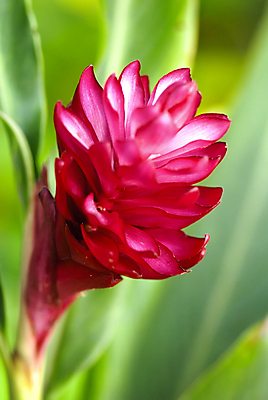 포토 JPG 해외이미지 식물 꽃 사람없음 빨간색 초록색 환경 정원 원예 내추럴 해외202004 해외포토 컬러 취미 파일형식 이미지허브