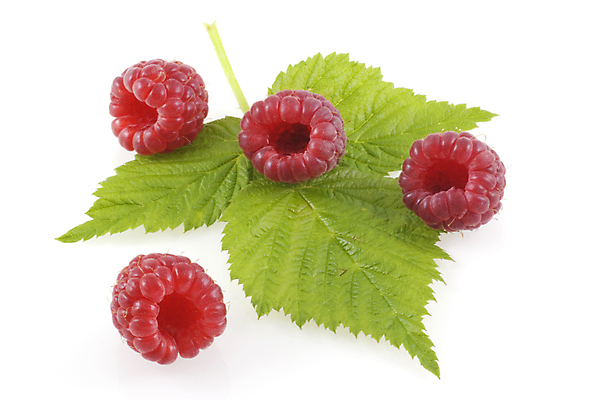 포토 JPG 해외이미지 열매 음식 백그라운드 잎 과일 재료 디저트 건강 3 사람없음 빨간색 식사 침묵 수확 흰색 산딸기 내추럴 고립 숙성 채식주의자 해외202004 해외포토 식물 컬러 농업 소리 채식 파일형식 이미지허브