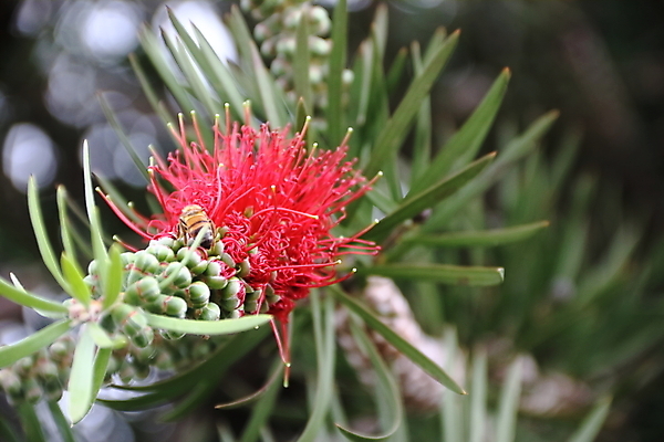 포토 JPG 해외이미지 나무 식물 1 공원 꽃 잎 꽃무늬 자연 사람없음 빨간색 초록색 컬러풀 노란색 정원 봄 벚꽃 붓 개화 닫기 관목 묘사 싱글 진홍색 이국적 해외202004 해외포토 계절 공공시설 컬러 무늬 모션 생태계 파일형식 이미지허브