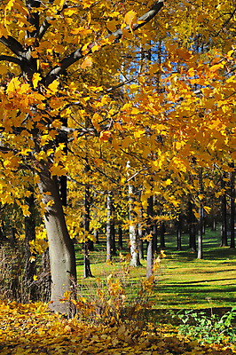 포토 JPG 해외이미지 나무 공원 낙엽 잎 자연 풍경 사람없음 야외 빨간색 가을 나뭇가지 숲 9월 10월 해외202004 해외포토 식물 계절 공공시설 컬러 날짜 생태계 파일형식 이미지허브