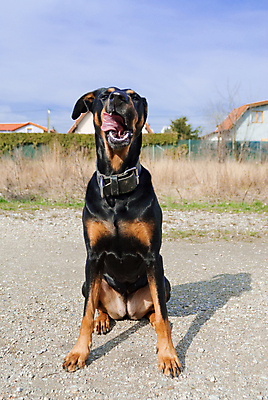 포토 JPG 해외이미지 동물 1 응시 얼굴 포유류 자연 앉기 사람없음 야외 반려동물 갈색 머리 검은색 표현 입 유머 개 맛 핥기 배고픔 즐거움 호기심 코 사냥개 송곳니 기르기 동반자 유래 해외202004 해외포토 시선 감정 컬러 컨셉 모션 신체부위 치아 생태계 돌봄 파일형식 이미지허브