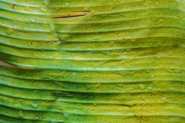 포토 JPG 해외이미지 나무 식물 디자인 줄기 백그라운드 잎 패턴 농업 텍스트 자연 벽지 추상 열대 바나나 건강 사람없음 야외 장식 초록색 갈색 노란색 환경 봄 수확 성장 흰색 신선 오브젝트 유기농 질감 내추럴 고립 그런지 생태학 엘리먼트 해외202004 해외포토 웰빙 계절 교육 산업 컬러 무늬 과일 생태계 파일형식 이미지허브