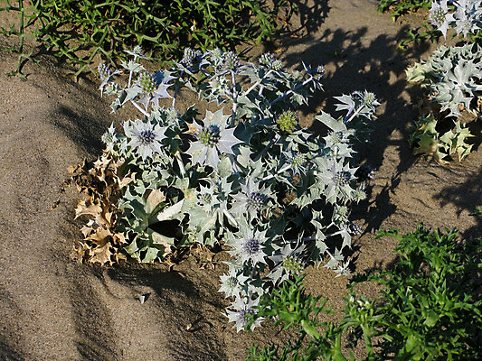 포토 JPG 해외이미지 식물 모래 바다 잎 자연 종류 사람없음 야외 초록색 성장 모래언덕 멸종 서식지 엉겅퀴 내추럴 해외202004 해외포토 꽃 컬러 언덕 생태계 파일형식 이미지허브