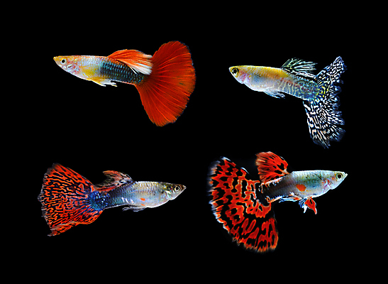 포토 JPG 해외이미지 동물 남자 백그라운드 이동 오렌지 모션 자연 어류 사람없음 장식 빨간색 물 반려동물 유행 검은색 수중 수영 신선 공작 꼬리 탱크 수족관 강렬 고립 해외202004 해외포토 자연요소 컬러 컨셉 과일 조류 사람 수중동물 수상스포츠 생태계 파일형식 이미지허브