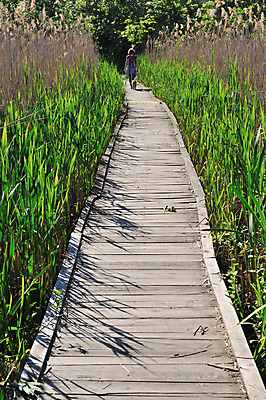 포토 JPG 해외이미지 나무 식물 공원 길 자연 지팡이 국립공원 사람 풍경 사람없음 야외 목재 초록색 여름 햇빛 걷기 맑음 봄 산책 하이킹 습지 오솔길 하이커 해외202004 해외포토 계절 공공시설 컬러 여행 재료 모션 레저 날씨 휴식 태양 생태계 파일형식 이미지허브