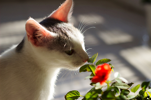포토 JPG 해외이미지 한마리 꽃 실내 사람없음 아웃포커스 반려동물 고양이 소프트포커스 냄새 반려묘 해외202004 해외포토 식물 동물 1 포유류 촬영기법 내부 파일형식 이미지허브