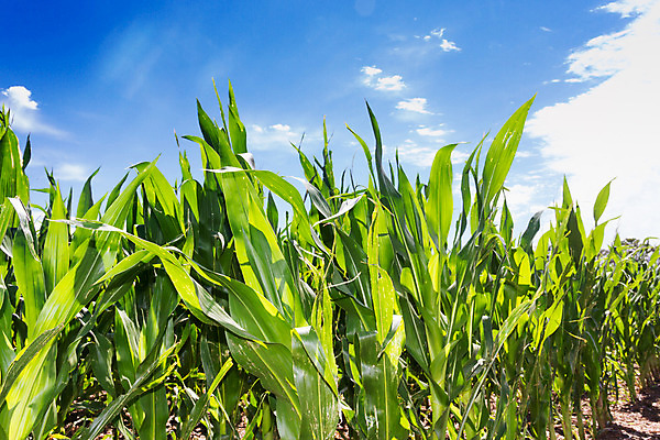 포토 JPG 해외이미지 식물 산업 음식 잎 밭 농업 채소 자연 하늘 옥수수 풍경 사람없음 초록색 여름 파란색 농작물 컬러풀 농장 일몰 봄 수확 성장 시골 땅 유기농 내추럴 밭일 세련 해외202004 해외포토 웰빙 계절 컬러 곡류 노을 생태계 파일형식 이미지허브