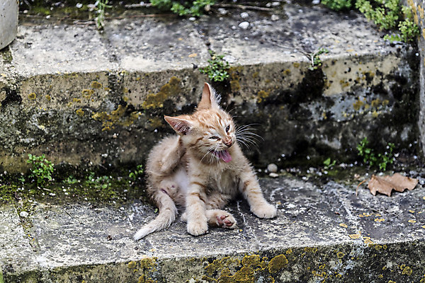 포토 JPG 해외이미지 동물 응시 계절 행복 어린이 포유류 자연 놀이 친절 수염 사랑 사람없음 파란색 반려동물 달리기 평화 고양이 봄 활발 에너지 자유 탐험 게임 시골 작음 무서움 모피 탈출 호기심 부드러움 발견 숨김 무료 동정 해외202004 해외포토 시선 감정 컬러 컨셉 모션 사람 감각 크기 생태계 파일형식 이미지허브