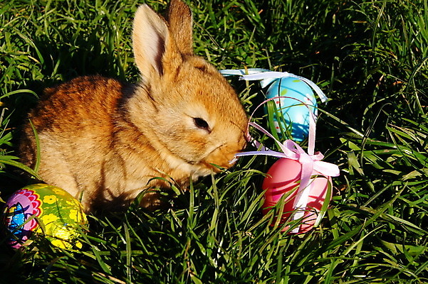 포토 JPG 해외이미지 동물 전통 계절 어린이 컨셉 자연 휴가 부활절 사람없음 초록색 컬러풀 계란 축제 봄 축하 토끼 4월 사냥 내추럴 해외202004 해외포토 기념일 컬러 포유류 사람 반려동물 알 날짜 생태계 파일형식 이미지허브