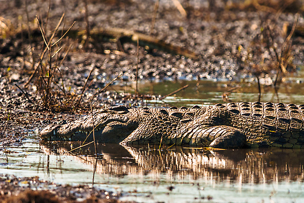 포토 JPG 해외이미지 동물 공원 호수 야생동물 파충류 아프리카 자연 휴식 생물 사람없음 야외 초록색 물 강 갈색 머리 힘 잠 닫기 치아 위험 큼 사파리 피부 사냥 육식동물 악어 진흙 사냥꾼 내추럴 전국 힘찬 해외202004 해외포토 자연요소 직업 공공시설 나라 컬러 컨셉 모션 신체부위 소화기관 크기 생태계 파일형식 이미지허브