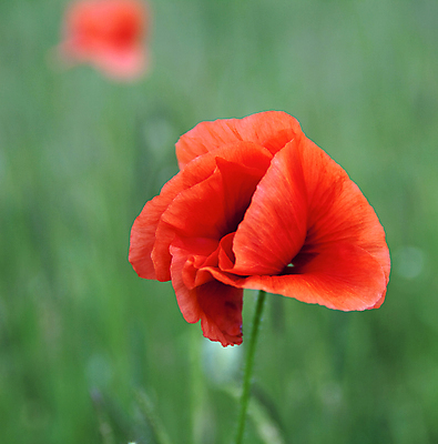 포토 JPG 해외이미지 식물 디자인 꽃잎 꽃 꽃다발 백그라운드 꽃무늬 밭 자연 풍경 사람없음 빨간색 초록색 여름 환경 정원 봄 벚꽃 시골 닫기 양귀비 취급주의 해외202004 해외포토 계절 컬러 무늬 농업 모션 경고 생태계 파일형식 이미지허브