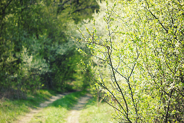 포토 JPG 해외이미지 나무 식물 계절 꽃잎 꽃 분홍색 백그라운드 꽃무늬 자연 벽지 하늘 새로움 사람없음 야외 초록색 파란색 햇빛 태양 우주 정원 일본 맑음 침묵 봄 성장 벚꽃 흰색 신선 개화 체리 닫기 사과 원예 내추럴 꽃수술 살구 생태학 해외202004 해외포토 자연요소 교육 아시아 컬러 컨셉 무늬 과일 모션 날씨 취미 소리 생태계 파일형식 이미지허브