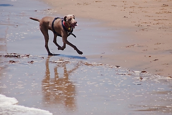 포토 JPG 해외이미지 동물 행복 모래 바다 포즈 이동 장난 자연 놀이 건강 사람없음 야외 물 여름 반려동물 달리기 점프 기쁨 젖음 개 속도 사냥개 송곳니 해외202004 해외포토 자연요소 계절 감정 컨셉 포유류 모션 치아 생태계 파일형식 이미지허브