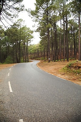 포토 JPG 해외이미지 나무 식물 유럽 도로 곡선 자연 산 풍경 사람없음 야외 고속도로 보행자 스페인 숲 아스팔트 방향 방법 해외202004 해외포토 나라 길 선 교통시설 생태계 파일형식 이미지허브
