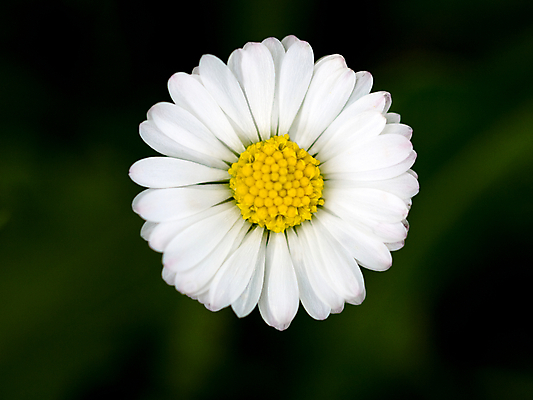 포토 JPG 해외이미지 식물 꽃잎 꽃 꽃무늬 자연 사람없음 초록색 노란색 정원 봄 벚꽃 데이지 꽃가루 캐모마일 해외202004 해외포토 계절 컬러 무늬 가루 허브 생태계 파일형식 이미지허브