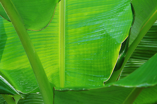 포토 JPG 해외이미지 식물 잎 자연 표면 날씨 바나나 건강 사람없음 초록색 물 봄 젖음 신선 떨어짐 상쾌 유기농 질감 내추럴 해외202004 해외포토 자연요소 웰빙 계절 감정 컬러 컨셉 과일 생태계 파일형식 이미지허브