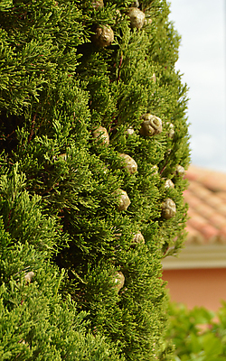 포토 JPG 해외이미지 나무 식물 백그라운드 잎 자연 프레임 씨앗 사람없음 야외 세로 초록색 파란색 햇빛 성장 나뭇가지 오픈 닫기 소프트포커스 숲 작음 지중해 묘사 향기 상록수 침엽수 카피스페이스 해외202004 해외포토 바다 컬러 모션 촬영기법 태양 공백 크기 생태계 냄새 파일형식 이미지허브