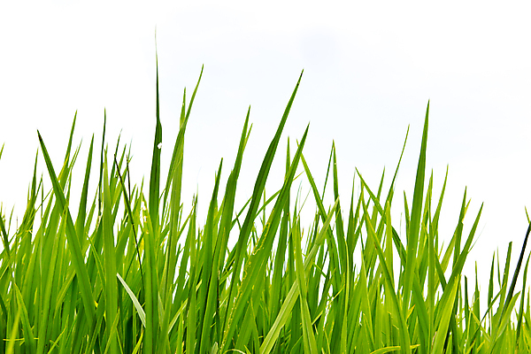 포토 JPG 해외이미지 식물 공원 스포츠 백그라운드 잎 패턴 밭 자연 벽지 놀이 추상 프레임 잔디 사람없음 야외 가로 초록색 환경 축구 봄 활발 신선 보호 땅 허브 원예 질감 심플 각도 내추럴 고립 해외202004 해외포토 계절 공공시설 컬러 컨셉 무늬 농업 취미 구기 생태계 파일형식 이미지허브