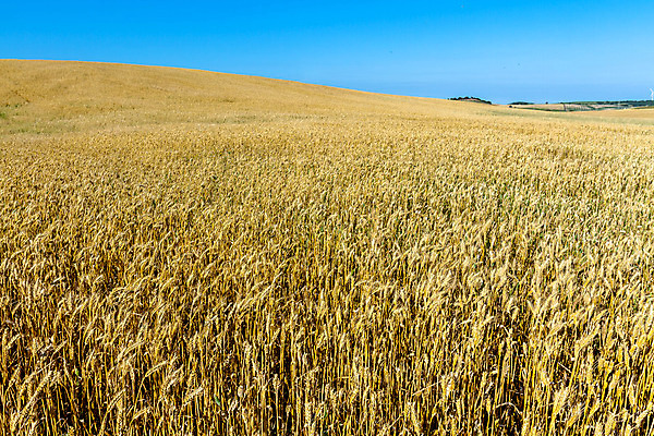 포토 JPG 해외이미지 식물 빵 밭 농업 자연 하늘 옥수수 씨앗 풍경 사람없음 야외 여름 햇빛 태양 농장 노란색 수확 성장 시골 황금 낟알 시리얼 밀 해외202004 해외포토 자연요소 계절 산업 음식 컬러 곡류 생태계 파일형식 이미지허브