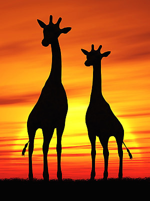 포토 JPG 해외이미지 식물 동물 실루엣 야생동물 백그라운드 오렌지 일러스트 포유류 아프리카 자연 하늘 미술 사람없음 야외 빛 햇빛 태양 검은색 일몰 저녁 큼 기린 사파리 장면 동물상 수평선 해외202004 해외포토 자연요소 나라 컬러 과일 문화예술 촬영기법 조형물 노을 야간 크기 생태계 파일형식 이미지허브