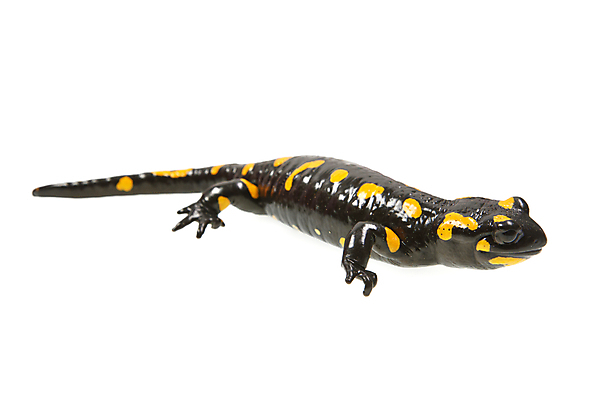 포토 JPG 해외이미지 전신 동물 척추동물 한마리 응시 야생동물 백그라운드 패턴 파충류 자연 불 실내 종류 양서류 사람없음 가로 노란색 검은색 줄무늬 젖음 흰색 자르기 흰배경 꼬리 도마뱀 고립 동물상 해외202004 해외포토 자연요소 1 시선 컬러 무늬 모션 내부 조형물 생태계 파일형식 이미지허브