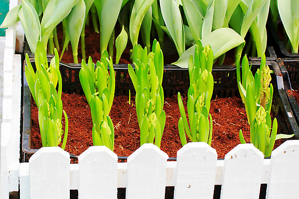 포토 JPG 해외이미지 식물 꽃 줄기 잎 밭 농업 자연 날씨 휴식 잔디 사람없음 야외 빨간색 초록색 빛 햇빛 태양 새싹 평화 환경 정원 화목 흙 봄 튤립 성장 신선 숲 작음 땅 순수 시트 내추럴 모종 생태학 해외202004 해외포토 자연요소 계절 교육 산업 컬러 컨셉 크기 생태계 파일형식 이미지허브