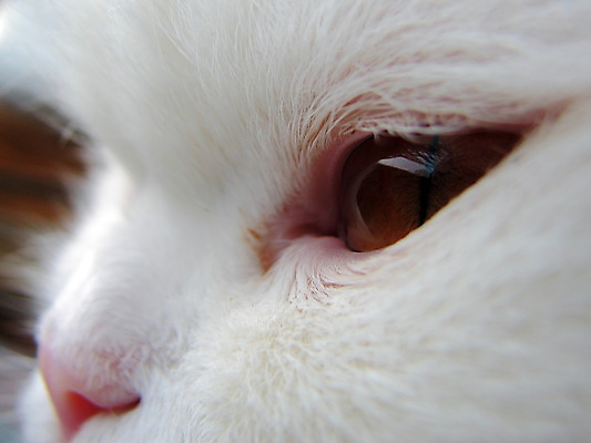 포토 JPG 해외이미지 동물 1 응시 털 사람없음 반려동물 노란색 고양이 흰색 관찰 닫기 큼 눈동자 코 붓꽃 솜털 알레르기 해외202004 해외포토 시선 꽃 컬러 포유류 모션 신체부위 눈_신체부위 질병 크기 파일형식 이미지허브