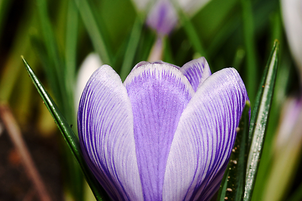 포토 JPG 해외이미지 식물 꽃잎 꽃 곤충 자연 사람없음 정원 봄 흰색 폴란드 해외202004 해외포토 동물 계절 유럽 컬러 생태계 파일형식 이미지허브