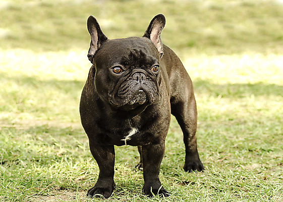 포토 JPG 해외이미지 동물 응시 공원 장난 포유류 털 건강 서기 잔디 사람없음 야외 반려동물 믿음 검은색 가축 힘 활발 코트 흰색 표현 주름 개 작음 황소 근육질 부드러움 송곳니 프랑스어 기르기 동반자 복종 신앙심 유래 충실 힘찬 해외202004 해외포토 식물 문자 시선 공공시설 감정 컬러 컨셉 모션 근육 외투 감각 소 치아 크기 몸매 돌봄 파일형식 이미지허브