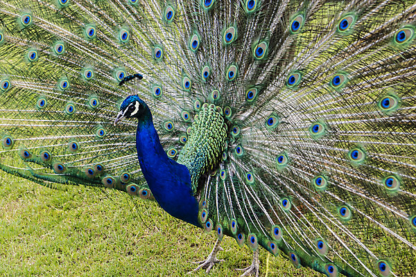 포토 JPG 해외이미지 동물 남자 조류 사람없음 컬러풀 닫기 공작 깃털 해외202004 해외포토 컬러 모션 사람 파일형식 이미지허브