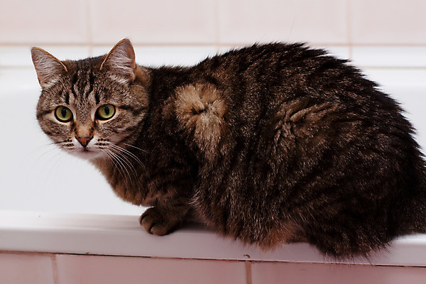 포토 JPG 해외이미지 동물 응시 분홍색 포즈 실내 앉기 사람없음 내부 반려동물 검은색 고양이 목욕 놀람 회색 욕실 슬픔 수리 얼룩무늬 유지 해외202004 해외포토 시선 감정 컬러 무늬 포유류 모션 표정 청결 파일형식 이미지허브
