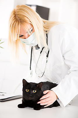 포토 JPG 해외이미지 여자 청진기 탁자 병원 한명 반려동물 사무실 약 검은색 고양이 간호사 의사 실험복 질병 수의사 해외202004 해외포토 동물 1 컬러 가구 비즈니스 포유류 의학 의료기기 사람 의료진 가운 파일형식 이미지허브