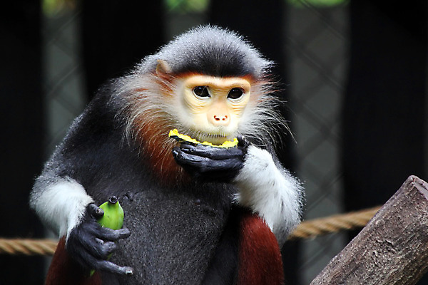 포토 JPG 해외이미지 나무 동물 야생동물 백그라운드 포유류 자연 동물원 사람없음 야외 초록색 반려동물 숲 사파리 피부 사냥 해외202004 해외포토 식물 컬러 신체부위 생태계 파일형식 이미지허브