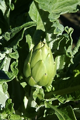 포토 JPG 해외이미지 식물 라이프스타일 꽃 음식 잎 밭 농업 다이어트 채소 과일 자연 건강 요리 사람없음 초록색 파란색 농장 정원 수확 성장 벚꽃 신선 시장 지중해 먹기 묘사 유기농 캘리포니아 성분 엉겅퀴 내추럴 고립 밭일 아티초크 채식주의자 해외202004 해외포토 웰빙 산업 바다 컬러 모션 생활 미국 생태계 채식 파일형식 이미지허브