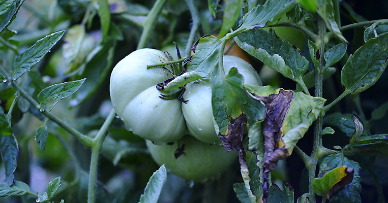 포토 JPG 해외이미지 식물 계절 음식 줄기 잎 농업 토마토 채소 과일 재료 요리 사람없음 빨간색 초록색 여름 농작물 농장 우주 정원 성장 나뭇가지 신선 달콤 맛 떨어짐 상품 큼 빗방울 묘사 싱글 유기농 원예 내추럴 밭일 숙성 영양분 영양소 채식주의자 해외202004 해외포토 나무 웰빙 산업 컬러 컨셉 취미 비_날씨 크기 채식 파일형식 이미지허브
