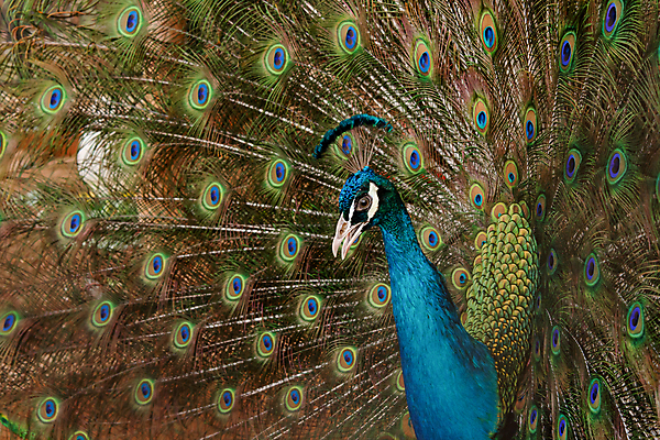 포토 JPG 해외이미지 동물 남자 야생동물 백그라운드 패턴 날개 자연 조류 사람없음 장식 초록색 파란색 컬러풀 머리 활발 펼침 의식 우아함 공작 깃털 묘사 즐거움 질감 꼬리 부리 번짐 보여주기 동물상 터키석 해외202004 해외포토 감정 컬러 컨셉 무늬 모션 사람 신체부위 조형물 보석 생태계 파일형식 효과 이미지허브