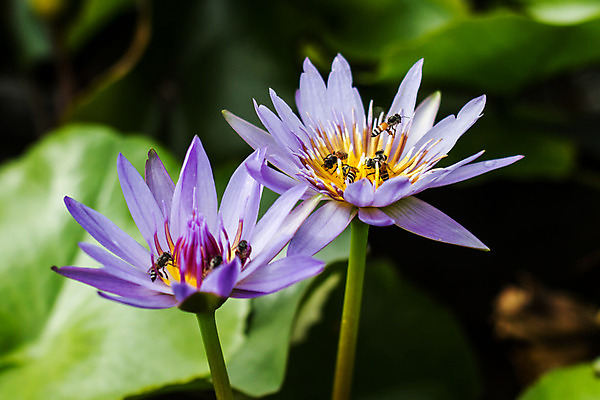 포토 JPG 해외이미지 호수 잎 태국 사람없음 초록색 내추럴 해외202004 해외포토 식물 아시아 컬러 파일형식 이미지허브