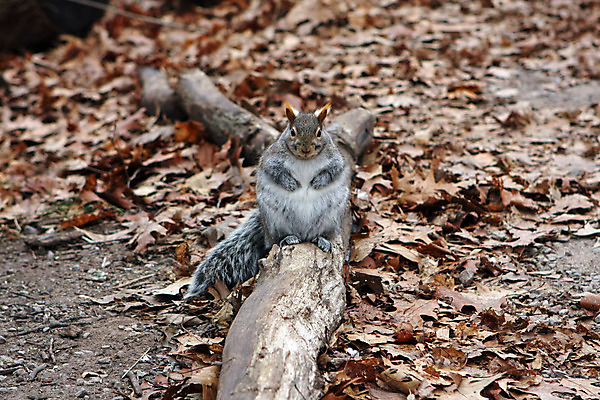 포토 JPG 해외이미지 나무 동물 응시 공원 야생동물 포즈 포유류 발 자연 생물 털 씨앗 사람없음 야외 빨간색 갈색 검은색 회색 견과류 설치류 숲 작음 먹이 모피 먹기 호기심 꼬리 다람쥐 솜털 내추럴 동물상 발톱 수유 해외202004 해외포토 식물 시선 공공시설 감정 컬러 컨셉 모션 신체부위 조형물 크기 생태계 파일형식 이미지허브