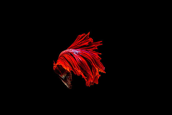 포토 JPG 해외이미지 동물 드레스 분홍색 포즈 백그라운드 모션 자연 불 왕관 어류 취미 사람없음 반려동물 컬러풀 수영 희망 힘 달 흰색 용 고급 우아함 닫기 눈금 생물학 꼬리 싸움 수족관 노려봄 고립 이국적 해외202004 해외포토 자연요소 옷 교육 감정 컬러 컨셉 표정 수중동물 수상스포츠 생태계 파일형식 이미지허브