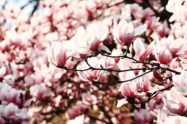 포토 JPG 해외이미지 나무 식물 계절 꽃잎 꽃 분홍색 백그라운드 잎 자연 부활절 발렌타인데이 사람없음 야외 파란색 햇빛 정원 봄 활발 벚꽃 흰색 나뭇가지 신선 개화 큼 순수 향기 부드러움 목련 내추럴 강렬 해외202004 해외포토 기념일 컬러 컨셉 데이이벤트 태양 감각 크기 생태계 냄새 파일형식 이미지허브